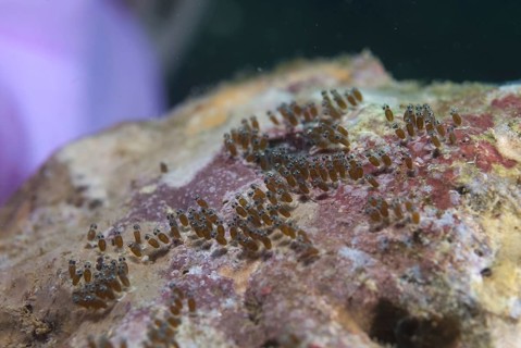 Eggs of the False Clown Anemonefish (Amphiprion ocellaris)