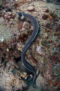 Dark-shouldered Snake-eel (Ophichthus cephalozona)