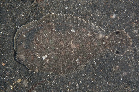 Largescale Flounder (Engyprosopon grandisquama)