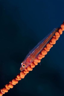 Whipcoral Dwarf Goby (Bryaninops youngei)