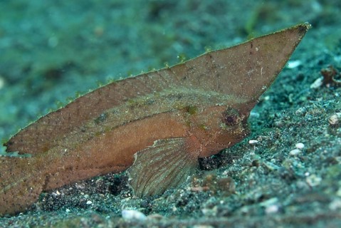 Spiny Waspfish (Ablabys macracanthus)