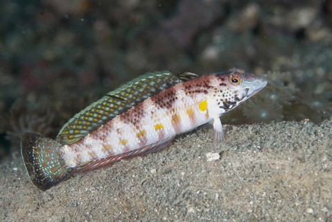 Blackfin Sandperch (Parapercis snyderi)