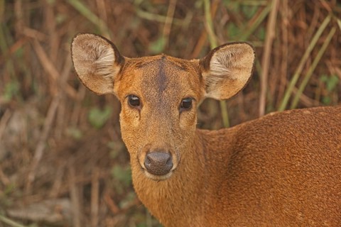 Hog Deer (Axis porcinus porcinus)
