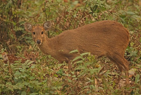 Hog Deer (Axis porcinus porcinus)