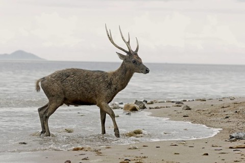 Flores Rusa (Rusa timorensis floresiensis)