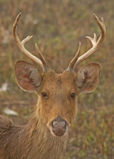 Swamp Deer (Rucervus duvaucelii duvaucelii)