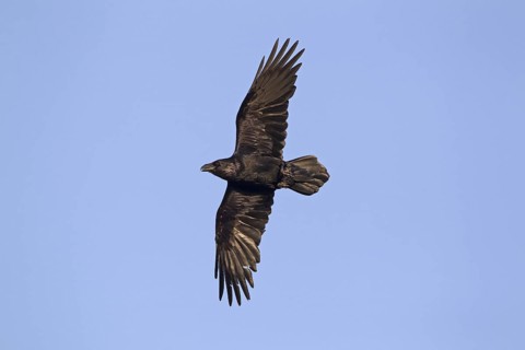 Common Raven (Corvus corax)