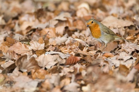 European Robin (Erithacus rubecula)