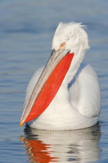 Dalmatian Pelican (Pelecanus crispus)