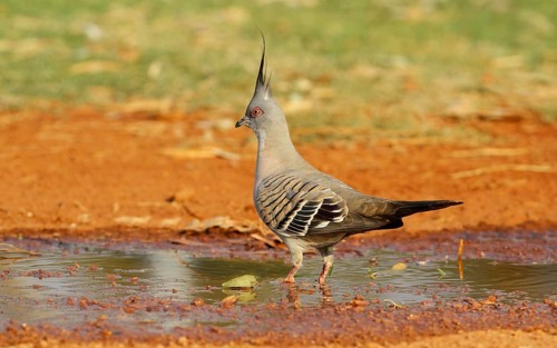Crested Pigeon (Geophaps lophotes)