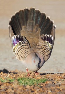 Crested Pigeon (Geophaps lophotes)
