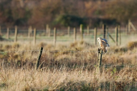 Barn Owl (Tyto alba)