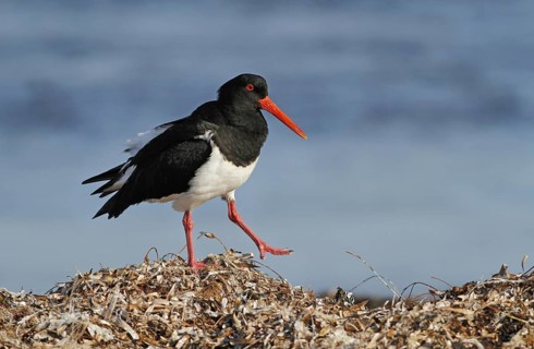 Pied Oystercatcher (Haematopus longirostris)