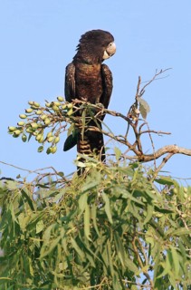 Red-tailed Black-cockatoo (Calyptorhynchus banksii)
