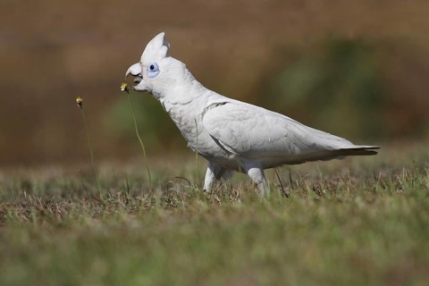 Little Corella (Cacatua sanguinea)