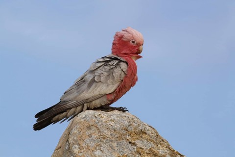 Galah (Eolophus roseicapillus)