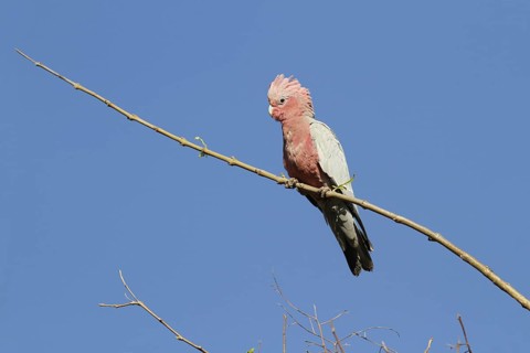 Galah (Eolophus roseicapillus)