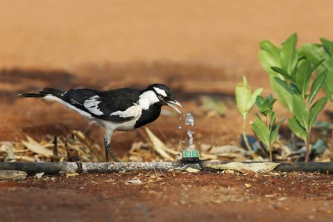 Australian Magpie-lark (Grallina cyanoleuca)