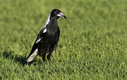 Australasian Magpie (Gymnorhina tibicen)