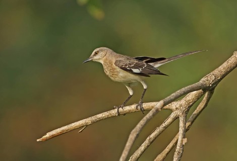 Northern Mockingbird (Mimus polyglottos orpheus)