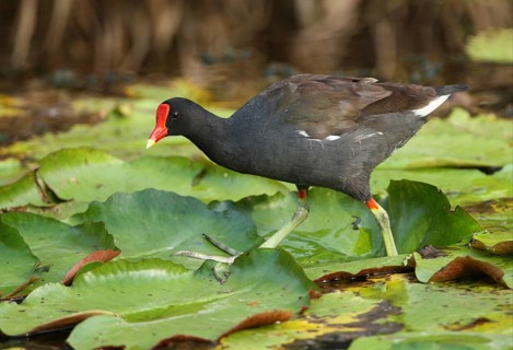 Common Moorhen (Gallinula chloropus cerceris)