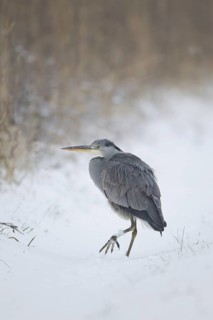Grey Heron (Ardea cinerea)