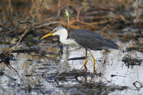 Pied Heron (Ardea picata)