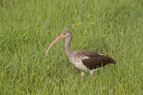 American White Ibis (Eudocimus albus)
