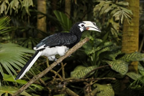Oriental Pied Hornbill (Anthracoceros albirostris)