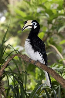 Oriental Pied Hornbill (Anthracoceros albirostris)
