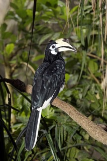Oriental Pied Hornbill (Anthracoceros albirostris)