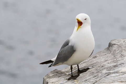 Black-legged Kittiwake (Rissa tridactyla)