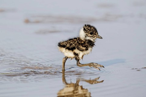 Northern Lapwing (Vanellus vanellus) chick