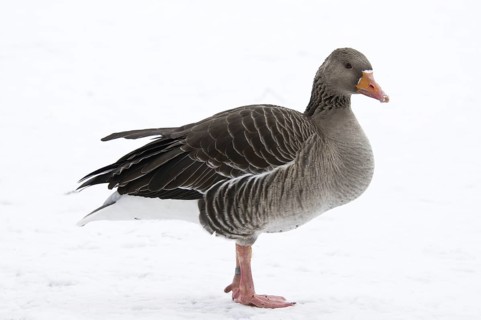 Greylag Goose (Anser anser)