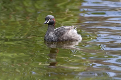 Australasian Grebe (Tachybaptus novaehollandiae)