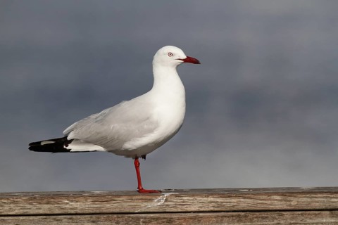Silver Gull (Larus novaehollandiae)