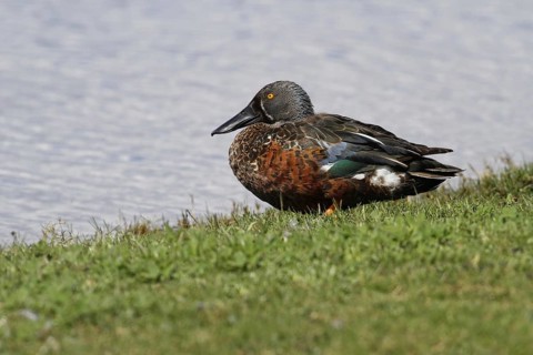 Australasian Shoveler (Anas rhynchotis)