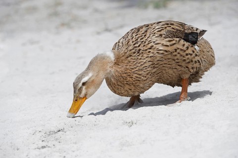 Domestic Duck