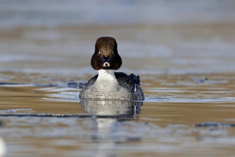 Common Goldeneye (Bucephala clangula)