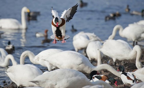 Common Shelduck (Tadorna tadorna)