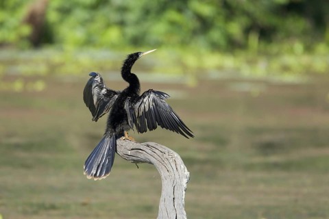 Anhinga (Anhinga anhinga)