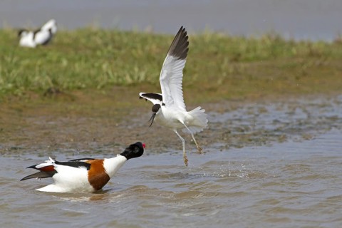 Eurasian Avocet (Recurvirostra avosetta)