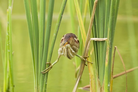 Least Bittern (Ixobrychus exilis)