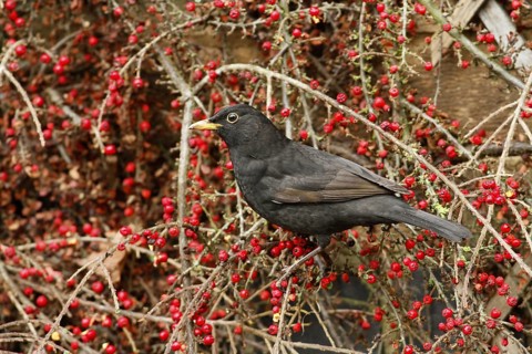 European Blackbird (Turdus merula)