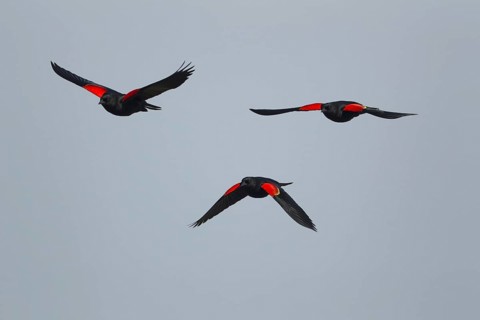 Red-winged Blackbird (Agelaius phoeniceus)