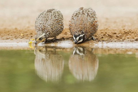 Northern Bobwhite (Colinus virginianus)