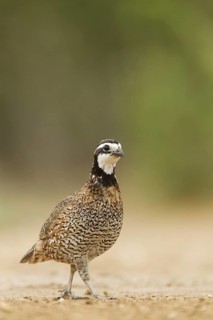 Northern Bobwhite (Colinus virginianus)