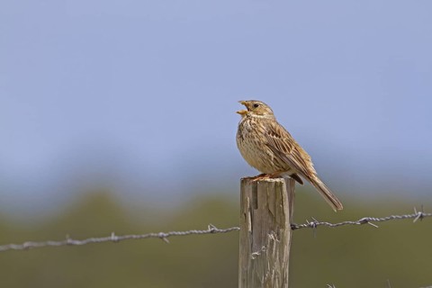 Corn Bunting (Miliaria calandra)