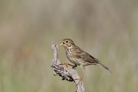 Corn Bunting (Miliaria calandra)