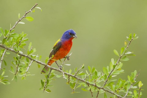 Painted Bunting (Passerina ciris)